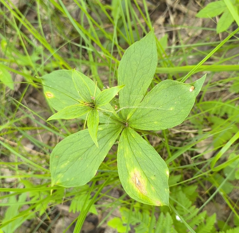 Изображение особи Paris quadrifolia.