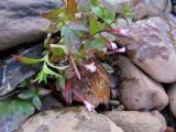 Epilobium anagallidifolium