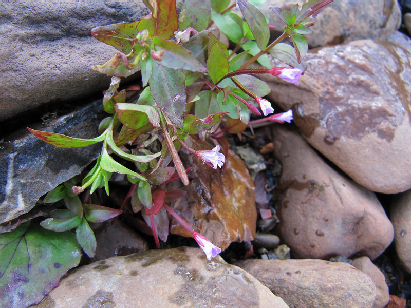 Изображение особи Epilobium anagallidifolium.