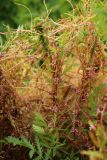 View full-size image Cuscuta europaea