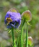 Смотреть изображение Dipsacus gmelinii