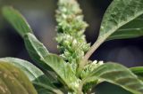 View full-size image Amaranthus blitum