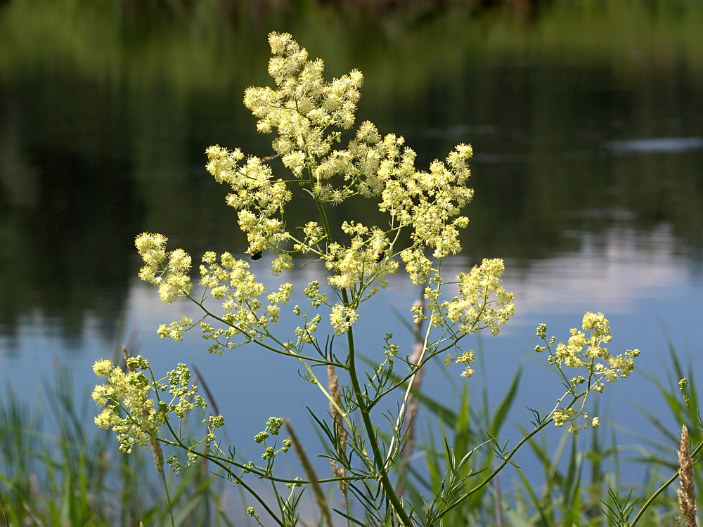 Изображение особи Thalictrum lucidum.