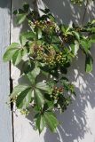 View full-size image Parthenocissus inserta