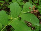Смотреть изображение Smilacina dahurica