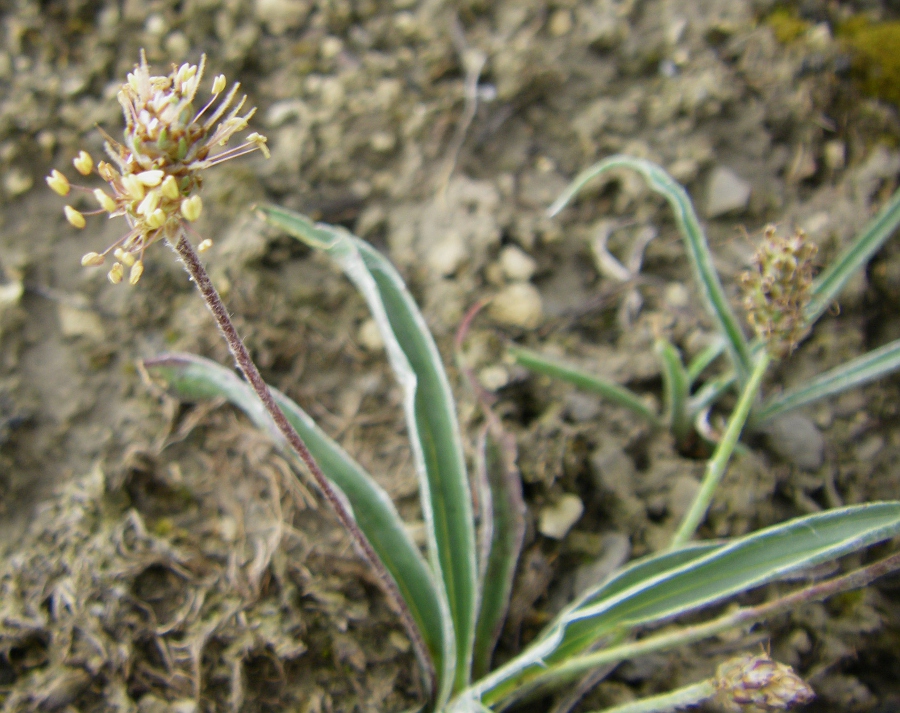 Изображение особи Plantago monosperma ssp. discolor.