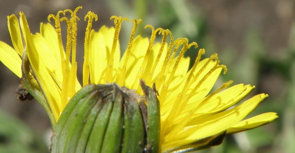 Image of genus Taraxacum specimen.