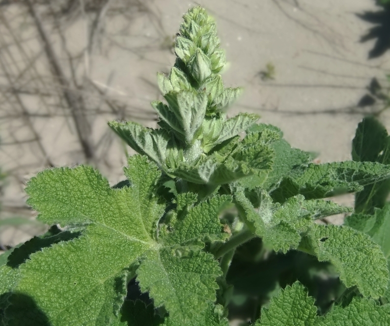 Image of Alcea rugosa specimen.