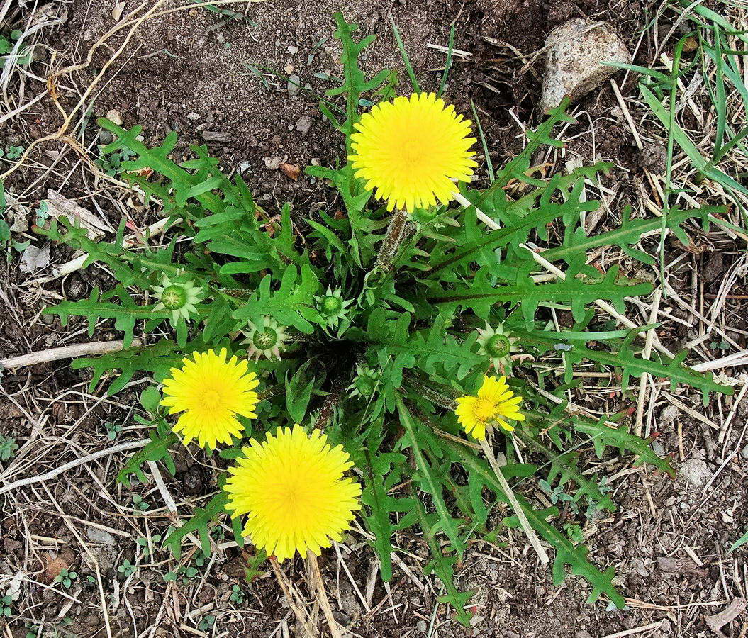 Image of Taraxacum multisectum specimen.