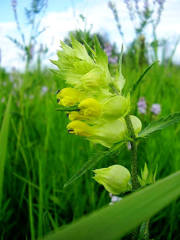 Изображение особи Rhinanthus aestivalis.