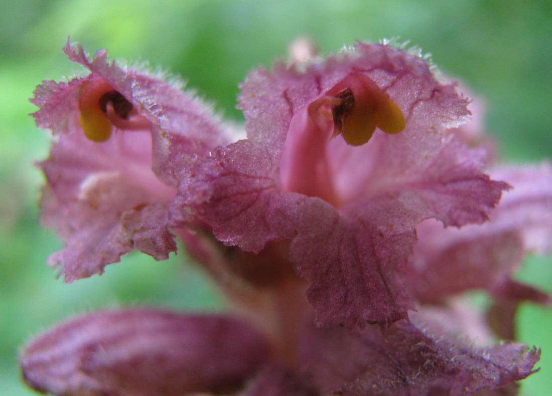 Изображение особи Orobanche bartlingii.