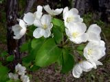 Malus domestica подвид cerasifera. Ветвь с соцветиями. Свердловская обл., окр. г. Североуральск, правый берег канала Дублёр. 03.06.2011.