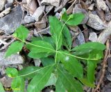 Euphorbia carniolica. Верхушка плодоносящего растения. Украина, Ивано-Франковская обл., Надворнянский р-н, природный заповедник \"Горганы\", спуск с Кливок к Джурджинцу, осыпь в пихтово-еловом лесу. 17 июня 2011 г.