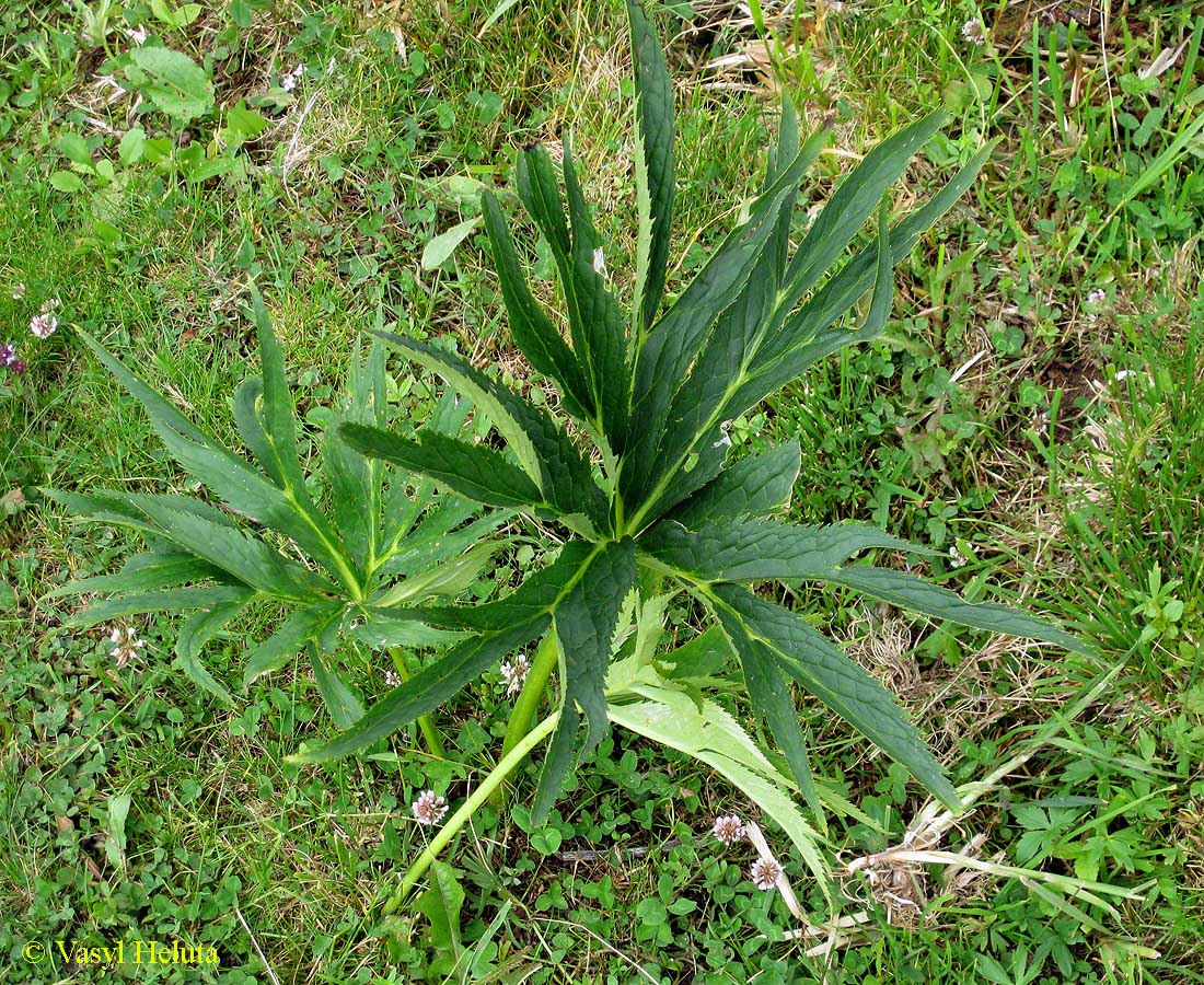 Image of Helleborus purpurascens specimen.