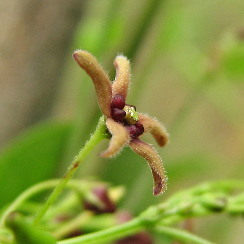 Image of Vincetoxicum scandens specimen.