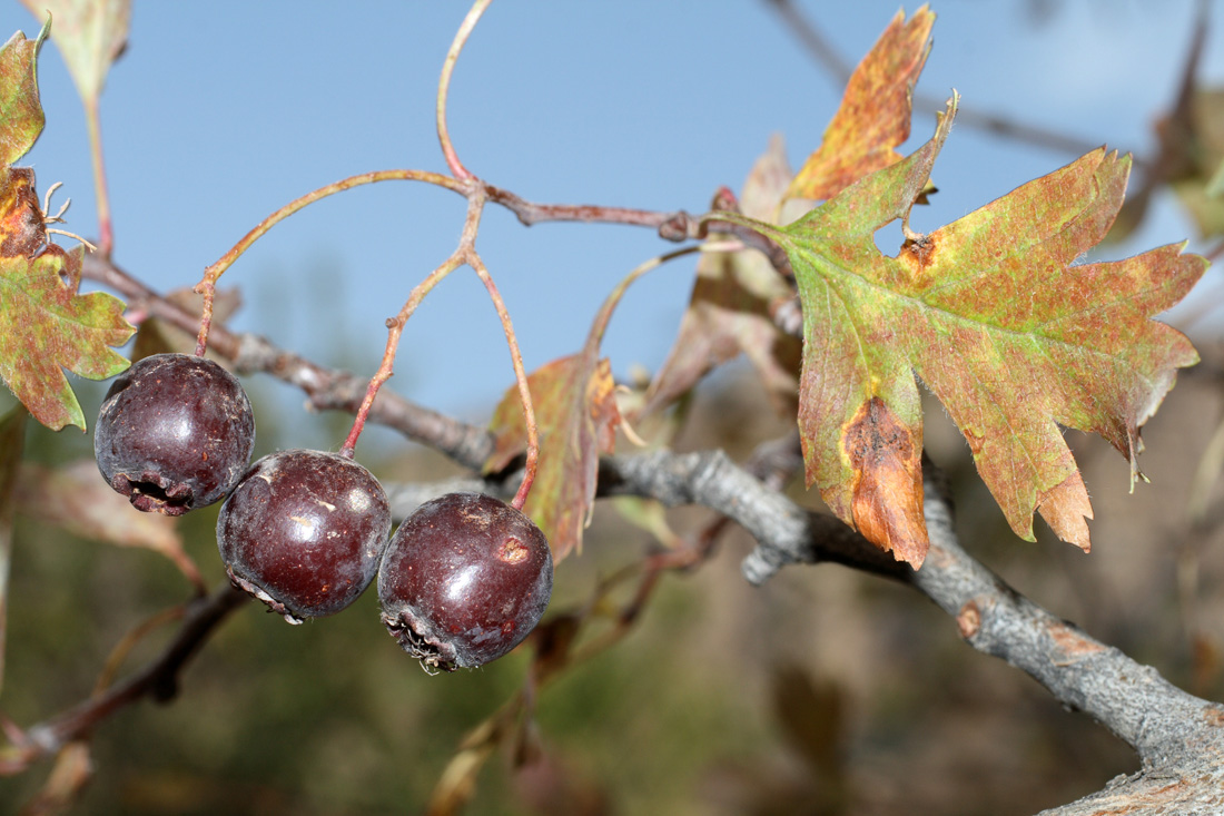 Image of Crataegus songarica specimen.