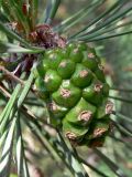 Pinus sylvestris. Молодая женская шишка. Свердловская обл., окр. г. Североуральск, р-н известнякового карьера, сосново-еловый лес. 15.06.2011.