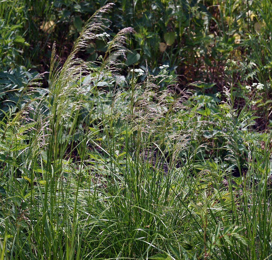 Изображение особи Deschampsia cespitosa.