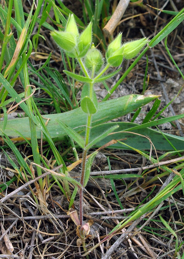 Image of Cerastium inflatum specimen.