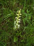 Platanthera bifolia. Цветущее растение. Курская обл., Железногорский р-н, окр. детского лагеря им. Вали Дикановой. 15 июня 2008 г.