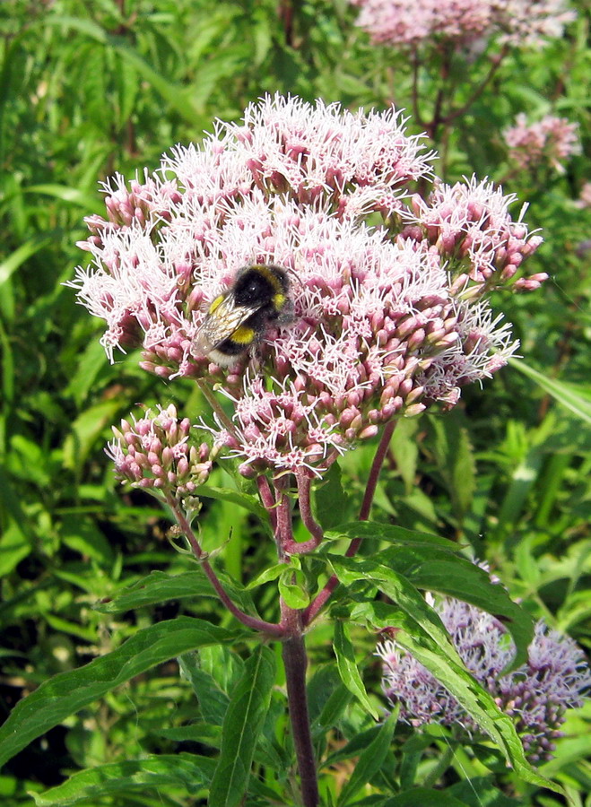 Изображение особи Eupatorium cannabinum.