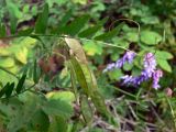 Vicia cracca. Соплодие и листья. Свердловская обл., окр. г. Североуральск, правый берег канала Дублёр, у основания известняковых скал. 05.08.2011.