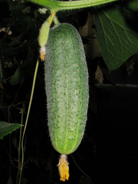 Изображение особи Cucumis sativus.