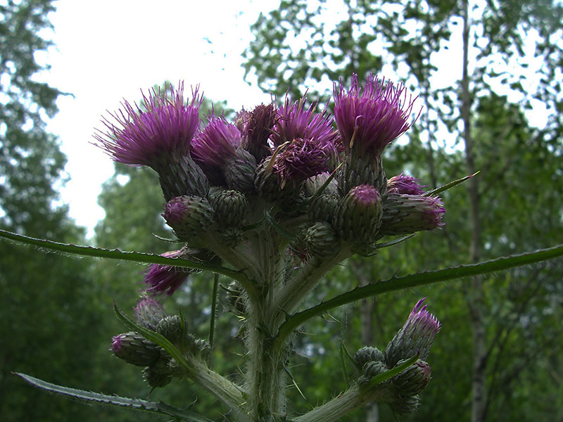 Image of Cirsium palustre specimen.