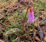 Erythronium dens-canis