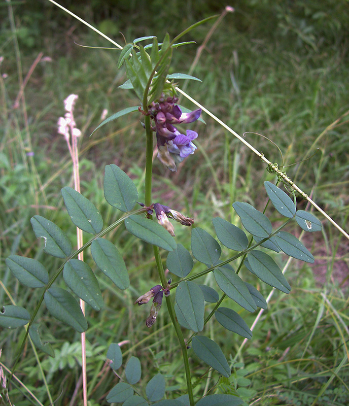 Image of Vicia sepium specimen.