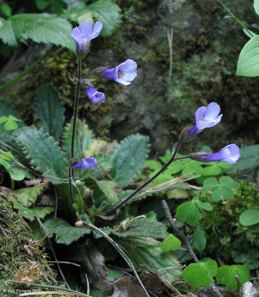 Image of Haberlea rhodopensis specimen.