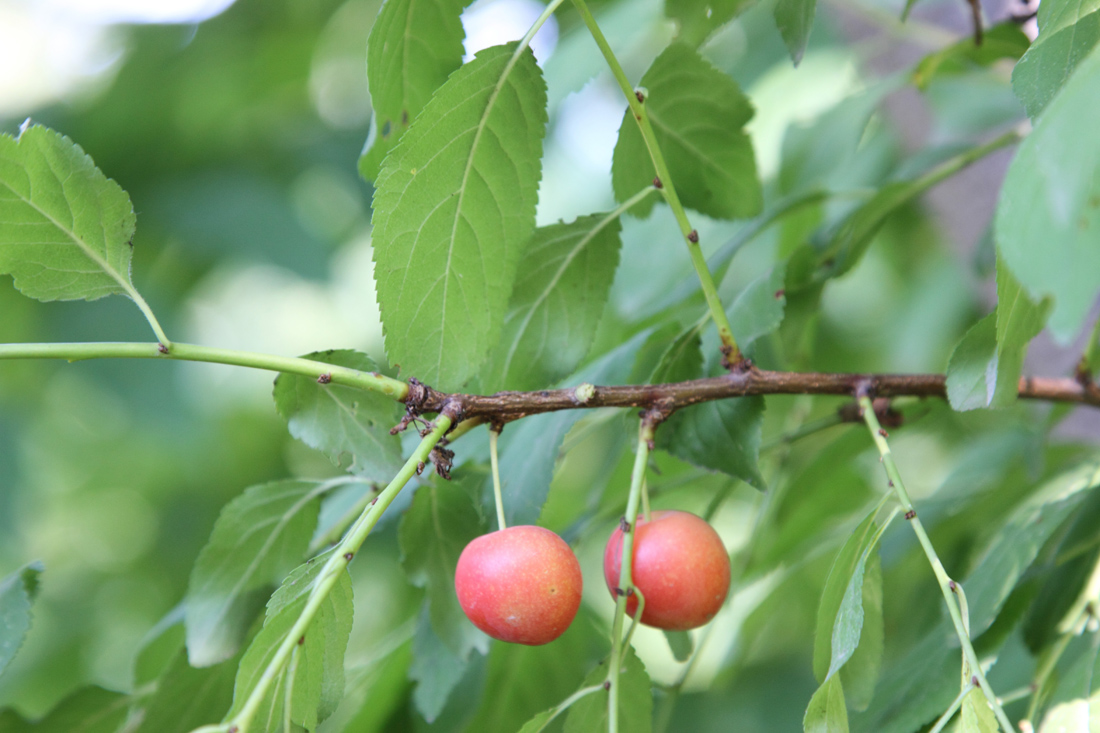 Изображение особи род Prunus.