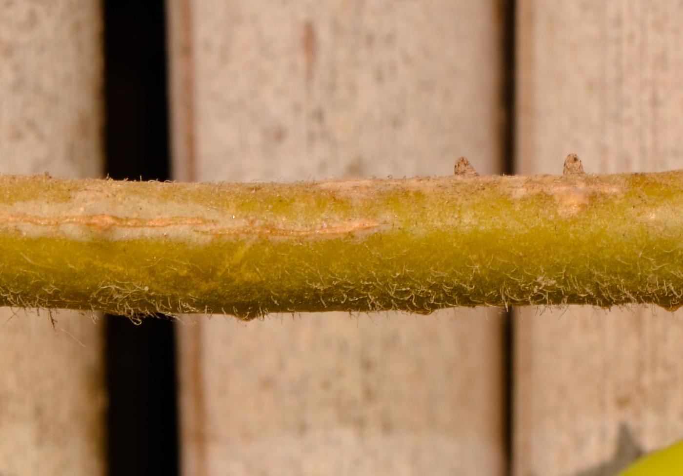 Image of Hoya carnosa specimen.