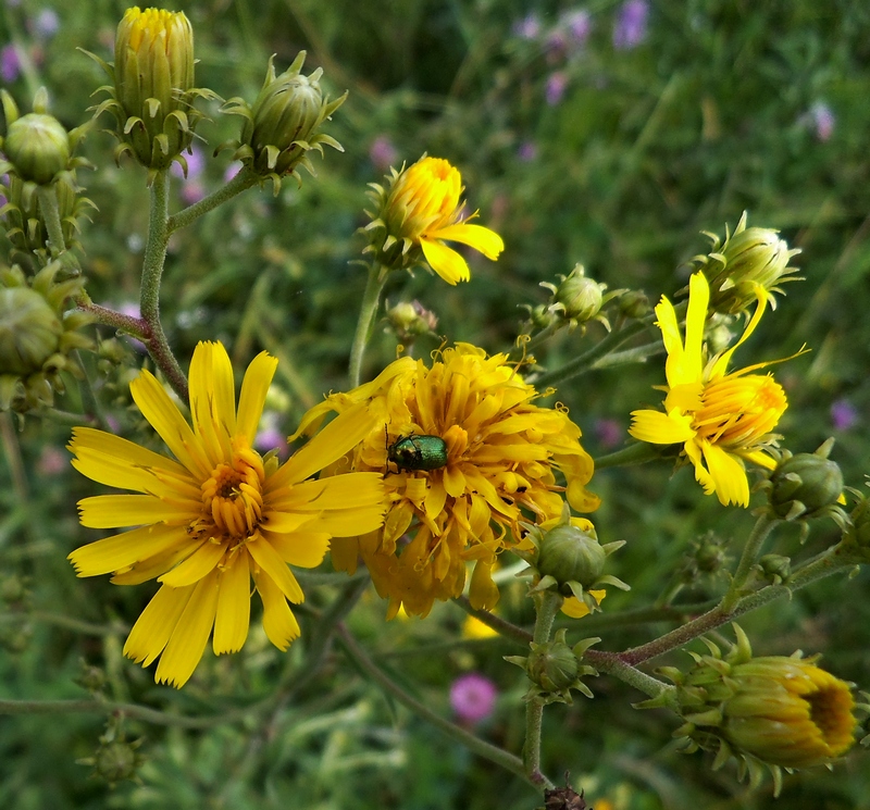 Image of genus Hieracium specimen.