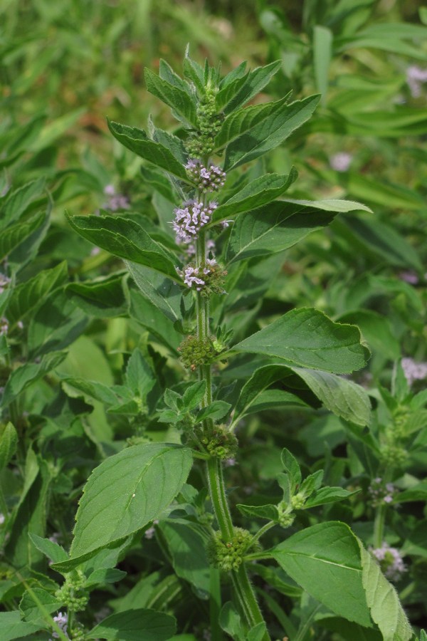 Image of Mentha arvensis specimen.