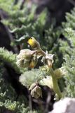 Biebersteinia multifida. Соцветие. Южный Казахстан, хр. Боролдайтау, гора Нурбай; 1200 м н.у.м. 23.04.2012.