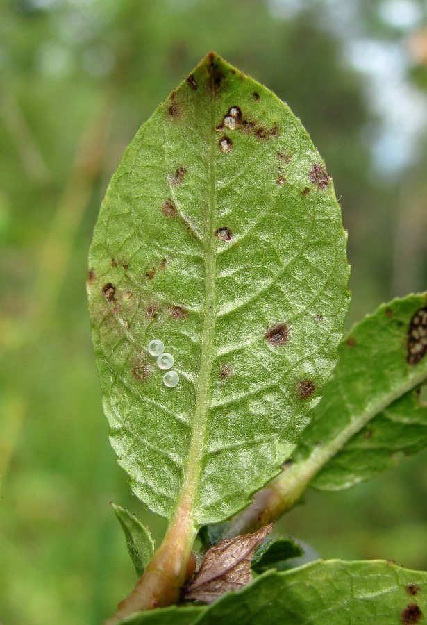 Image of Salix myrsinites specimen.