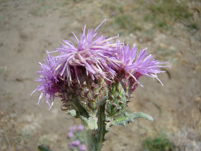 Image of Saussurea prostrata specimen.