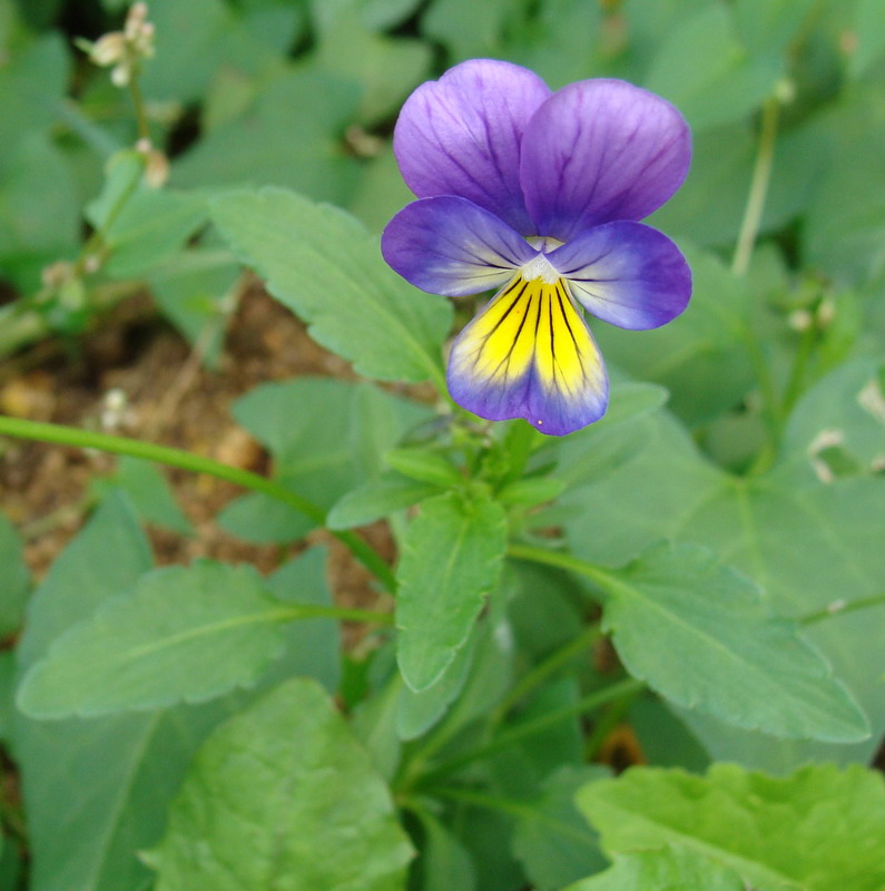 Изображение особи Viola tricolor.