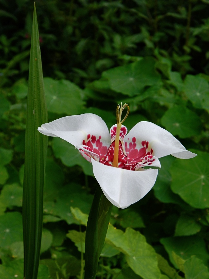 Image of Tigridia pavonia specimen.