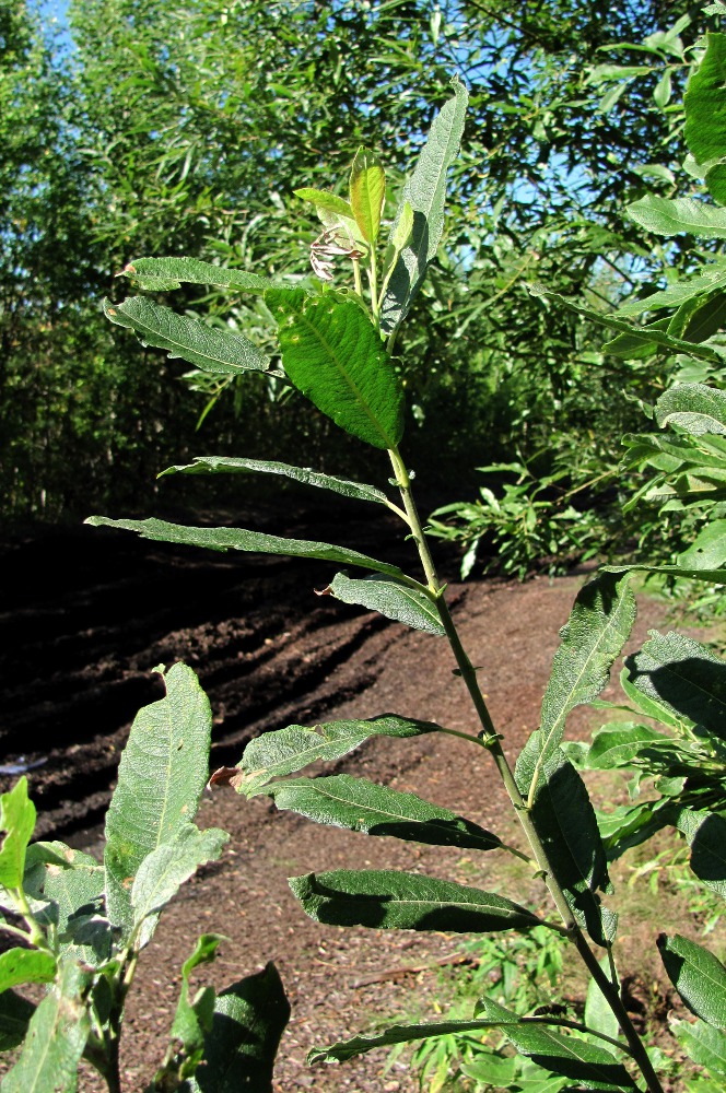 Image of Salix cinerea specimen.