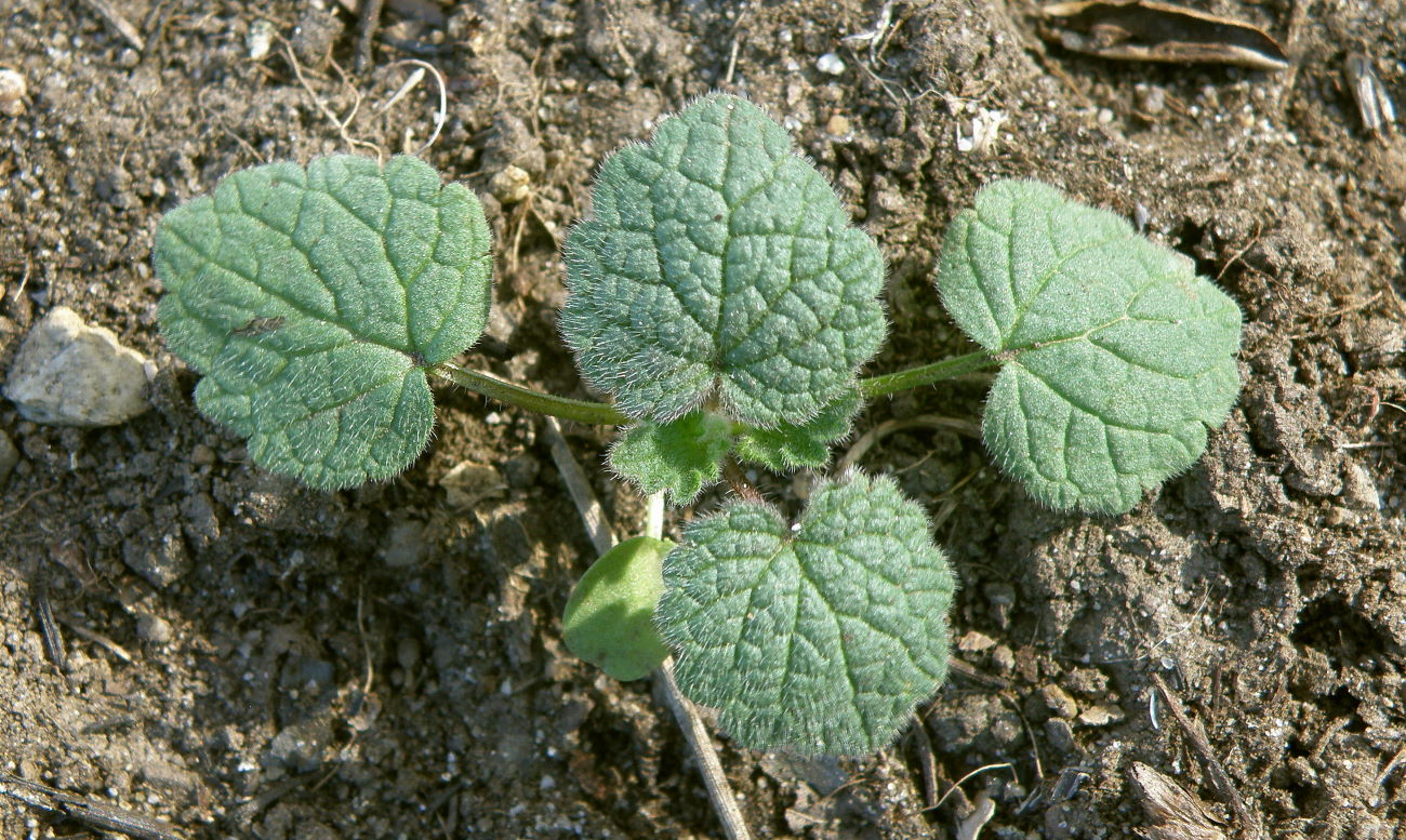 Изображение особи Lamium purpureum.