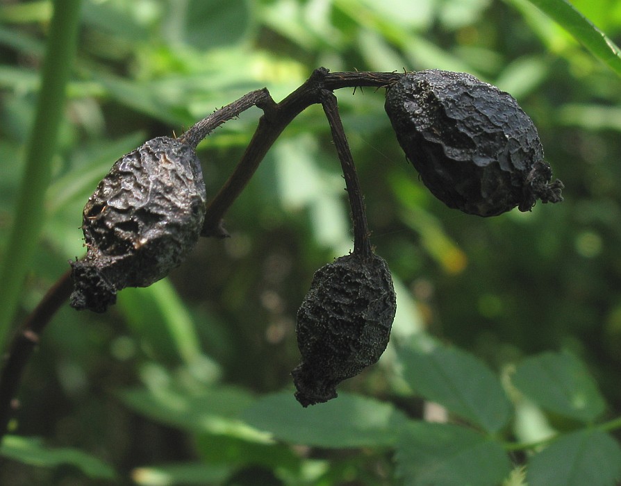 Image of Rosa uncinella specimen.