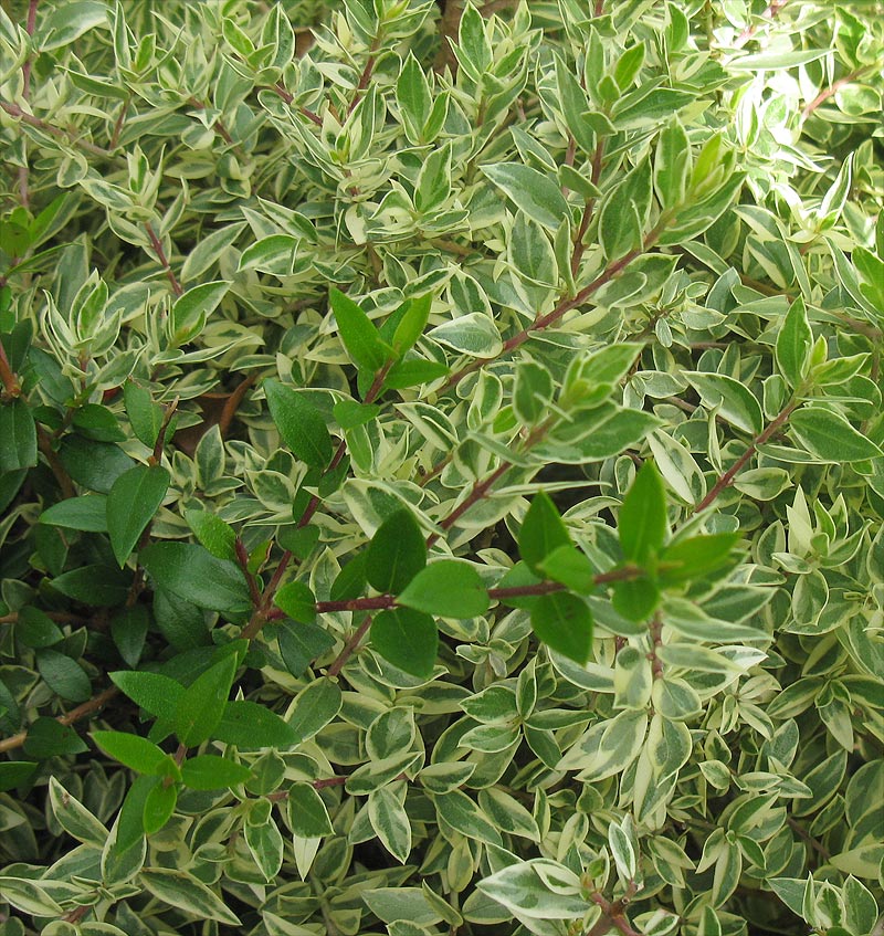 Image of Myrtus communis specimen.