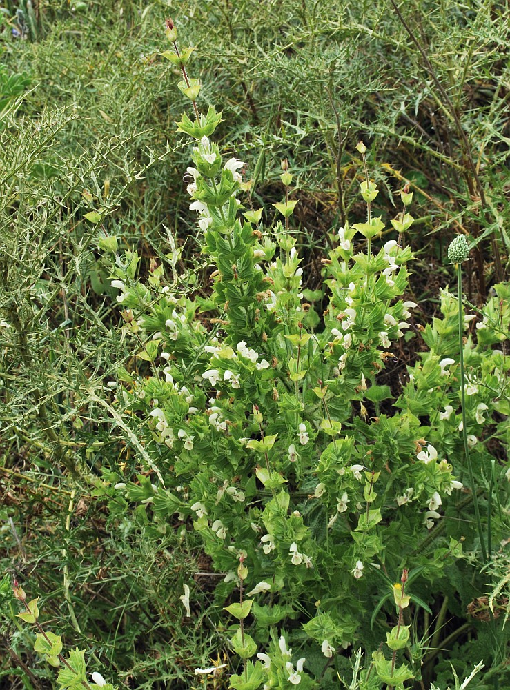 Image of Salvia samuelssonii specimen.