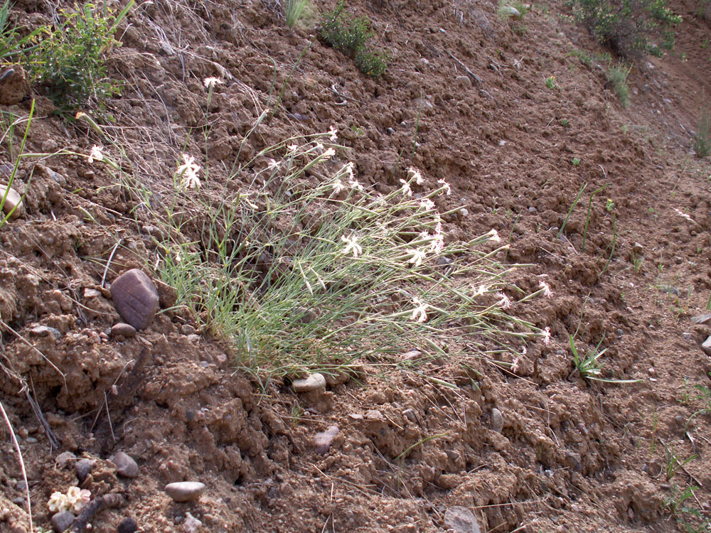 Image of Dianthus kuschakewiczii specimen.