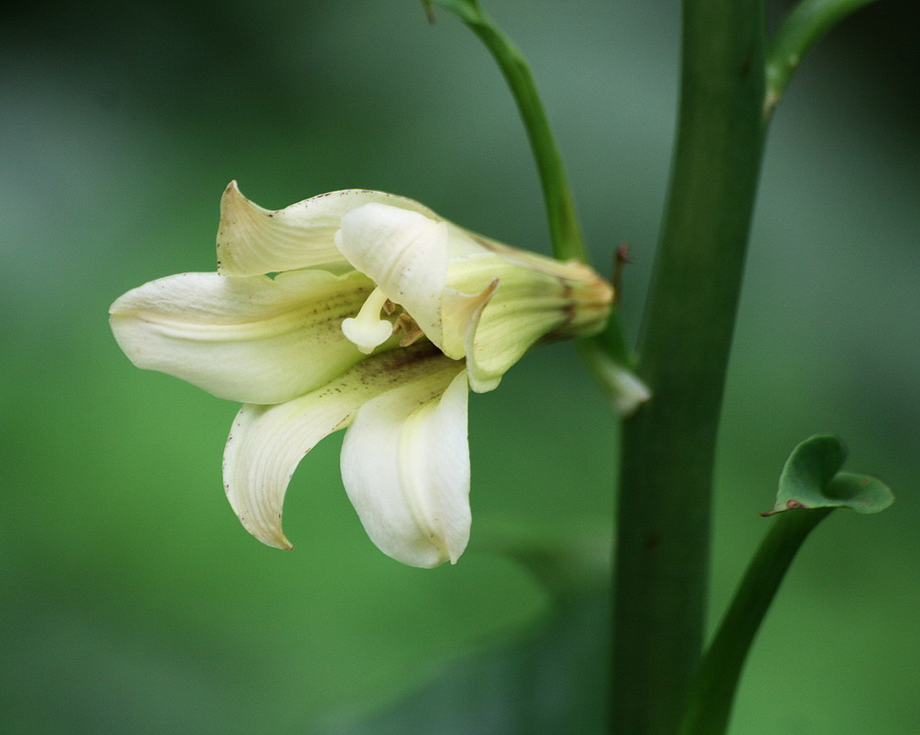 Image of Cardiocrinum cordatum specimen.