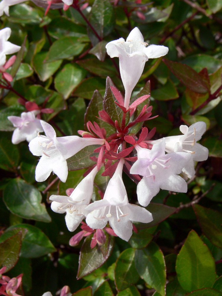 Image of Abelia &times; grandiflora specimen.