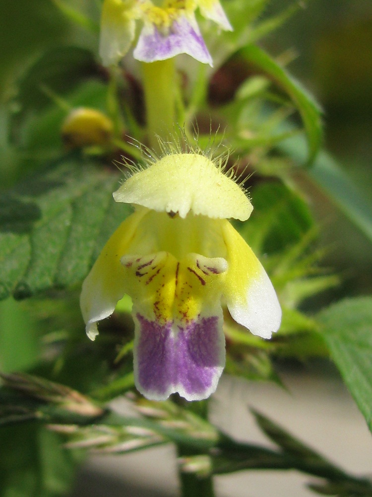 Image of Galeopsis speciosa specimen.