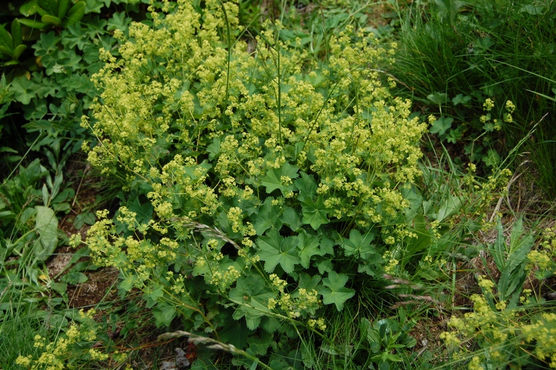 Image of Alchemilla microdonta specimen.